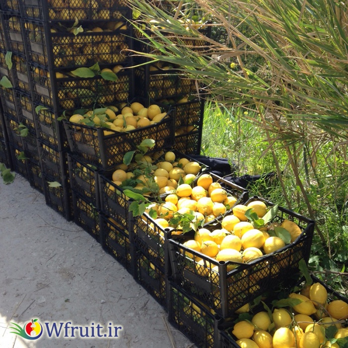 export Iran Lemon