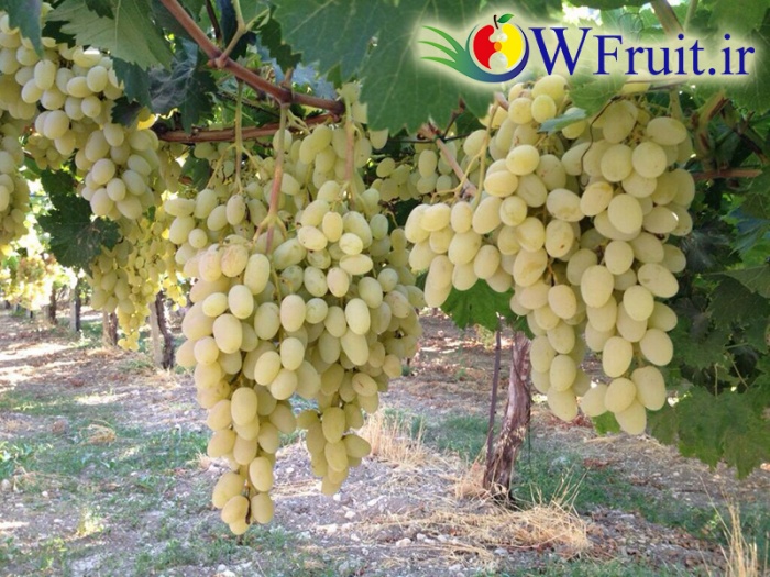 export iran Grapes