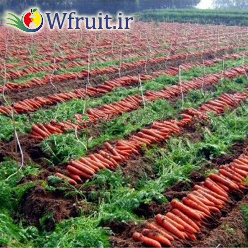 sale Iran carrot