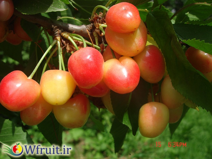 export iranian fruit