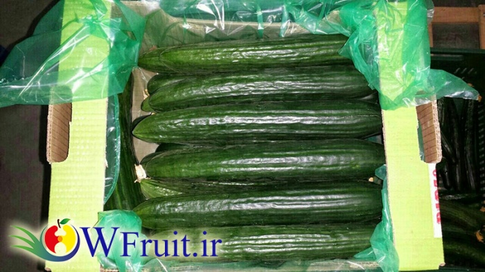 Iran Cucumber