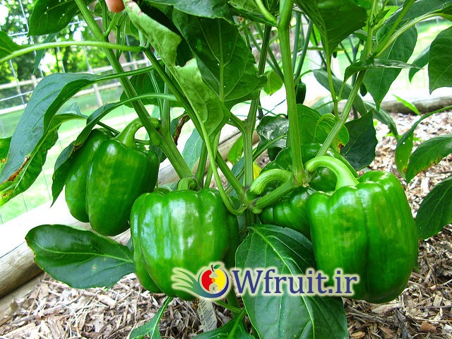 iran bell pepper green