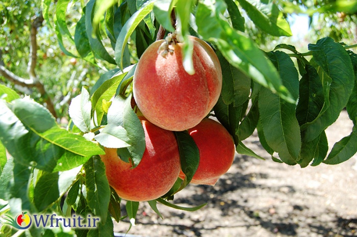 Export Iran Peaches