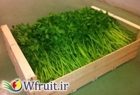 Export Iran parsley