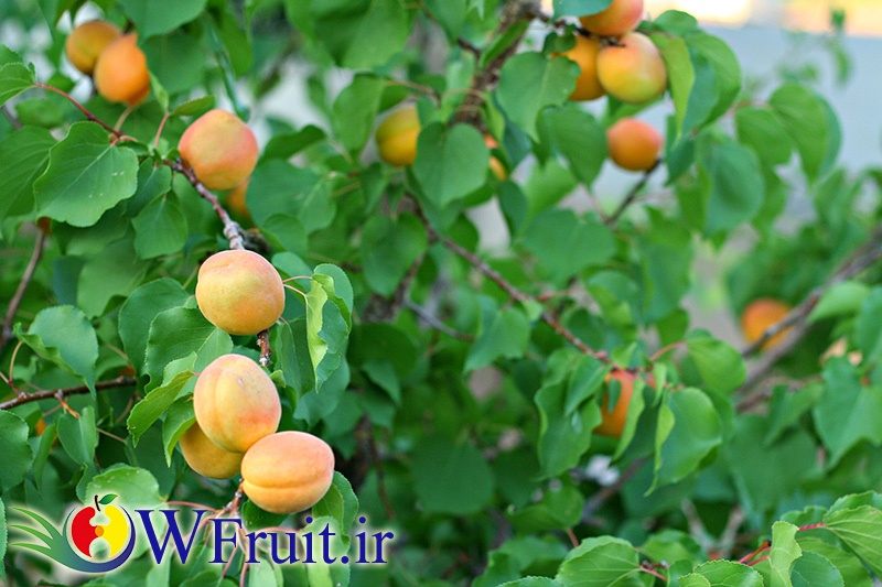 fresh apricot from iran company