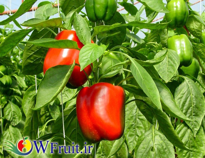 iran bell pepper