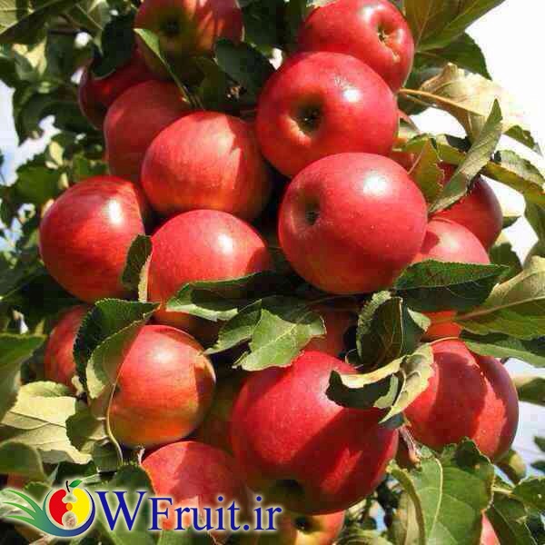 Iran apple gala