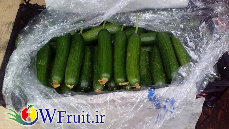 Iran Cucumber