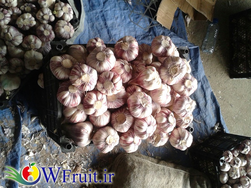 Iran Garlic