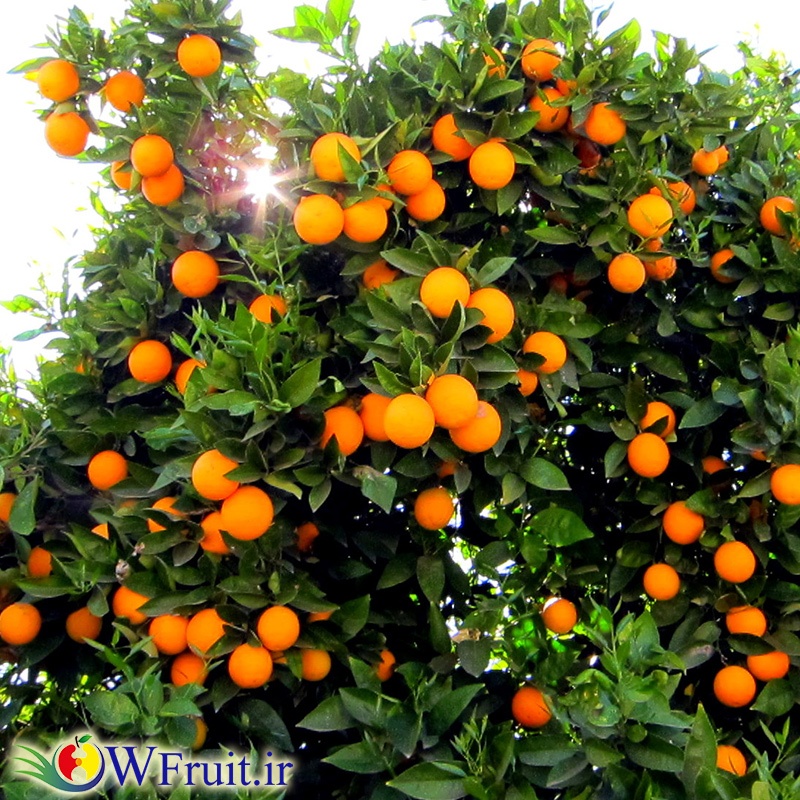 Iran citrus orange