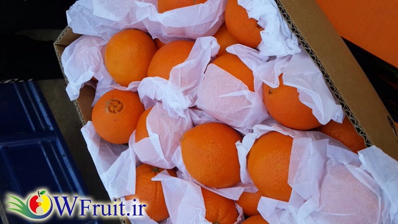 Iran citrus orange