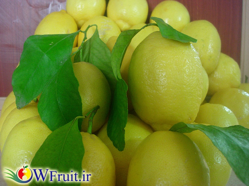 Iran Lemon