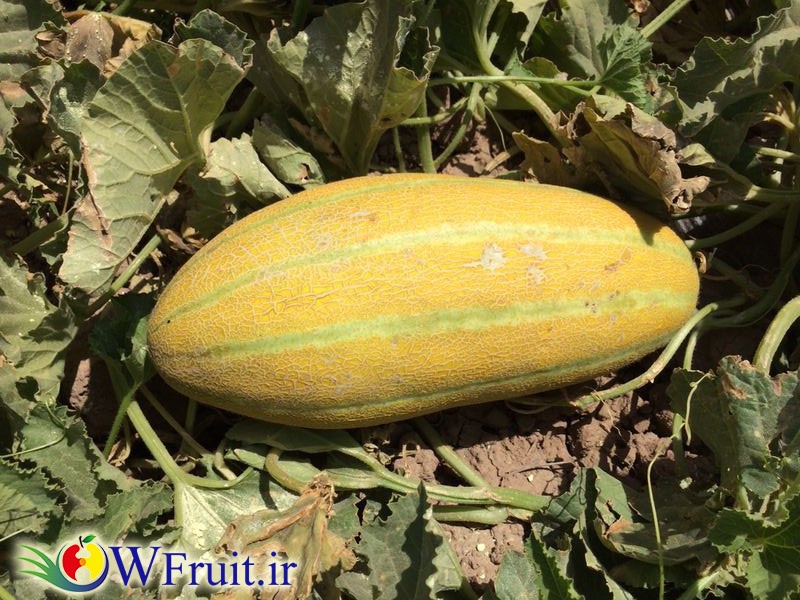 Iran Melon2