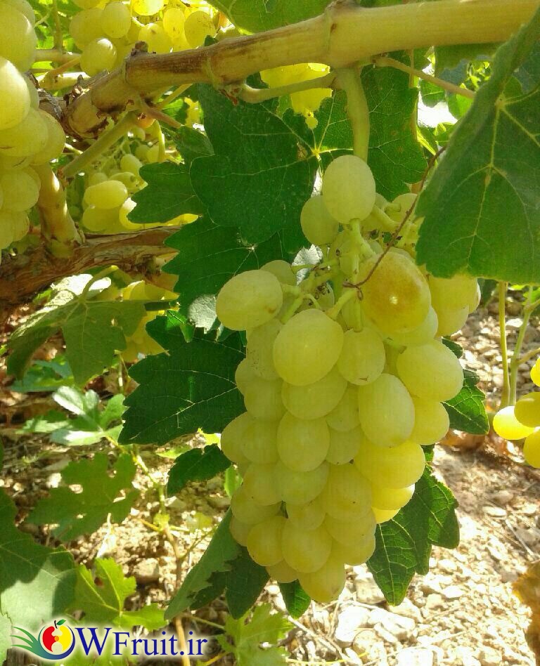 iran Grapes